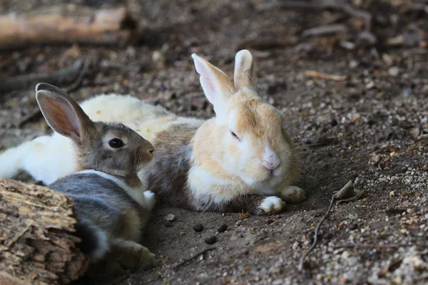 Tavşana Okunoshima, Hiroşima, Japonya — Stok fotoğraf