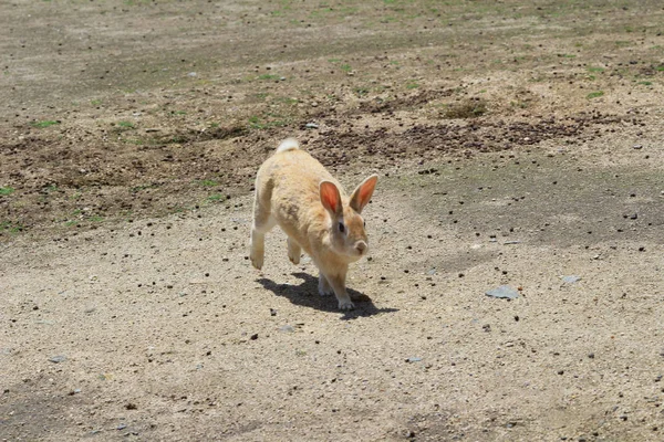 Coniglietto a Okunoshima, Hiroshima, Giappone — Foto Stock