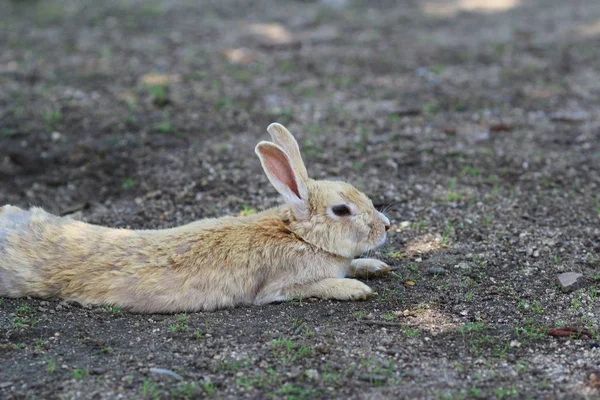Ilha de coelho no japão — Fotografia de Stock