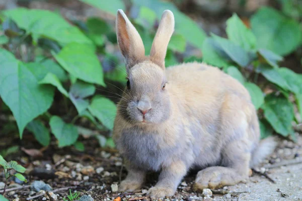 Roztomilý králík na Okunoshima, Hirošima, Japonsko — Stock fotografie
