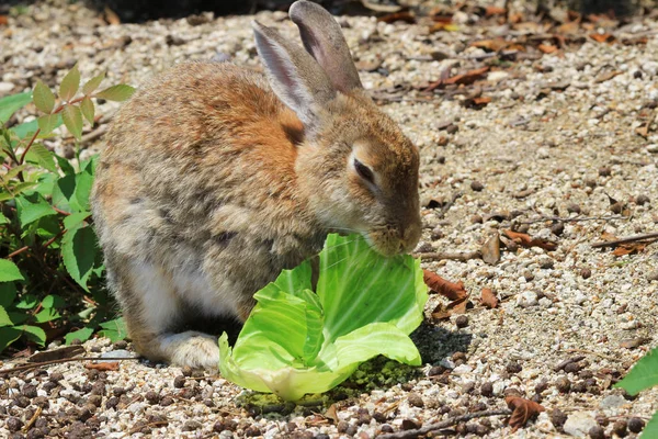 Králík na Okunoshima, Hirošima, Japonsko — Stock fotografie