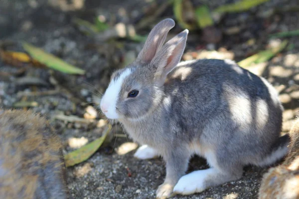 Tavşan Adası'nda Japonya — Stok fotoğraf
