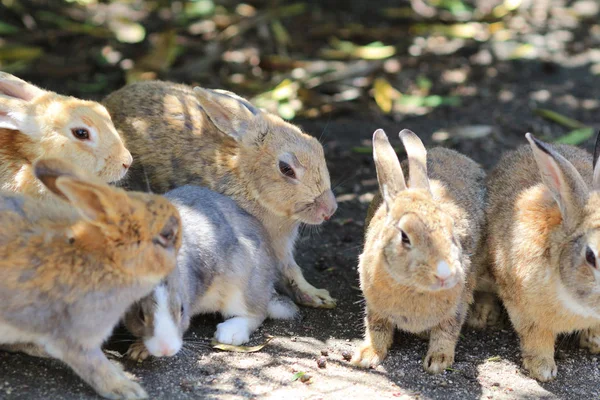 Muchos conejos en Okunoshima, Japón —  Fotos de Stock