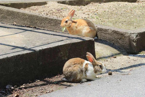 Young Rabbit a Okunoshima, Hiroshima, Giappone — Foto Stock