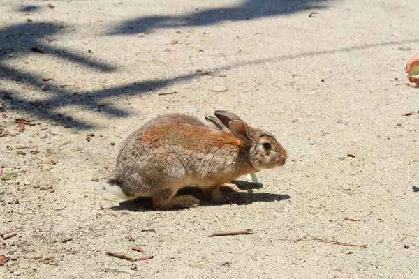 Bunny at  Okunoshima, Hiroshima, Japan — Stock Photo, Image