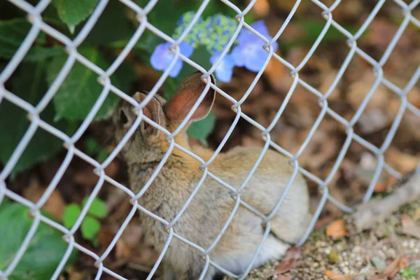 Roztomilý králík na Okunoshima, Hirošima, Japonsko — Stock fotografie