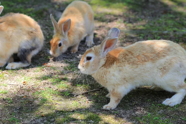 Κουνέλι που ψάχνει για φαγητό στο Okunoshima — Φωτογραφία Αρχείου