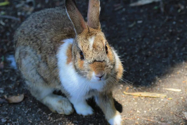 Rabbit looking for food at Okunoshima — Stock Photo, Image