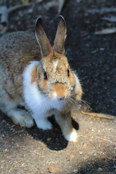 Mnoho králíků při Okunoshima, Japonsko — Stock fotografie