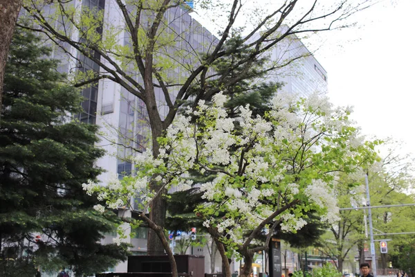 Sapporo odori park w spring — Zdjęcie stockowe