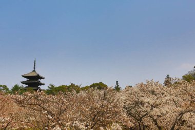 Japonya, Kyoto 'daki Ninna-ji Tapınağı' nda güzel sakura çiçekleri.