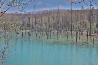 Yaz aylarında Biei alınan ational park