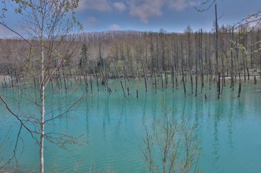 Mavi su birikintisi Aoiike Biei, Hokkaido, Japonya
