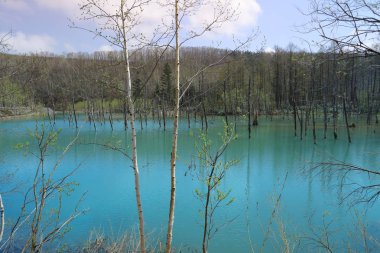 Mavi su birikintisi Aoiike Biei, Hokkaido, Japonya