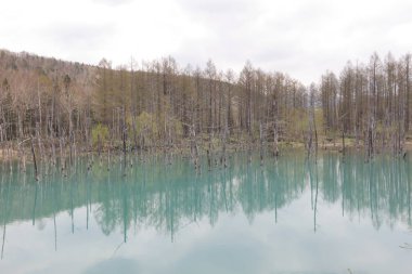 Biei, Shirogane'deki Mavi Gölet. Hokkaido alınan, 