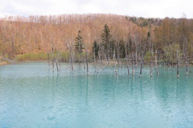 Biei, Shirogane'deki Mavi Gölet. Hokkaido alınan, 