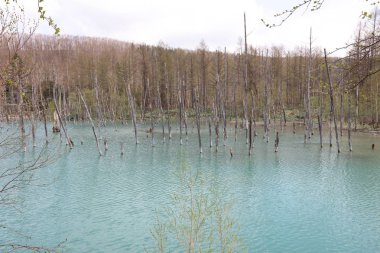 Mavi su birikintisi Aoiike Biei, Hokkaido'da