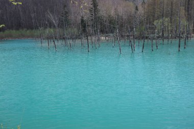 Mavi su birikintisi Aoiike Biei, Hokkaido, Japonya
