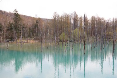 Hokkaido, Japonya, mavi su birikintisi