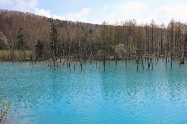  Biei, Japonya yaz aylarında alınan mavi su birikintisi