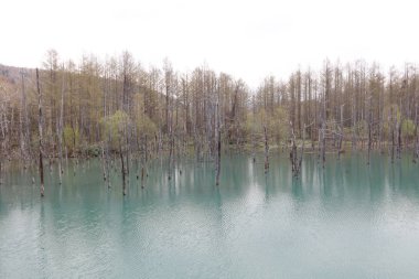 Mavi su birikintisi Aoiike Biei, Hokkaido'da