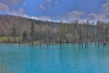 Yaz aylarında Biei alınan ational park