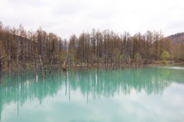 Hokkaido, Japonya, mavi su birikintisi