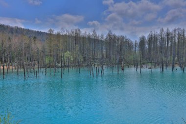 Mavi su birikintisi Aoiike Biei, Hokkaido, Japonya