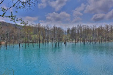 Mavi su birikintisi Aoiike Biei, Hokkaido, Japonya