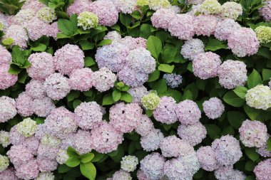 Ortanca çiçekleri ile küçük bir yazlık