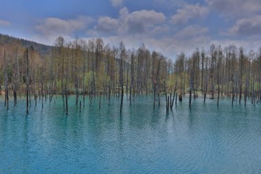  Mavi su birikintisi Aoiike Biei, Hokkaido, Japonya