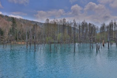  Biei, Japonya yaz aylarında alınan mavi su birikintisi
