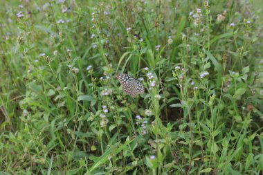 Doğa hong kong çiçek kelebek