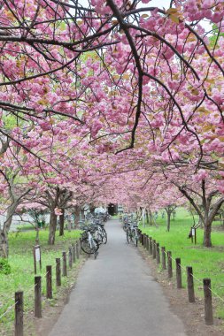 kiraz Hokkaido Üniversitesi'nde yakın Bisiklet park 