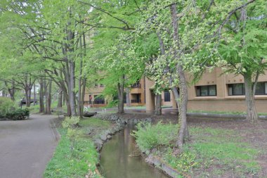  Hokkaido Üniversitesi Sapporo peyzaj 