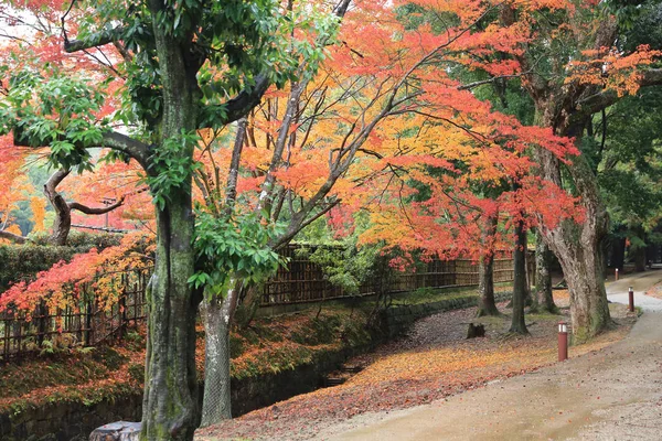 Осінь laves в nara park у nara — стокове фото