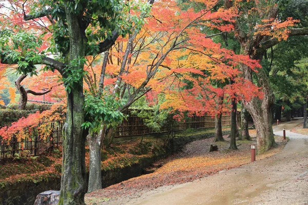 Осінь laves в nara park у nara — стокове фото