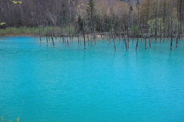  Biei, Japonya yaz aylarında alınan mavi su birikintisi
