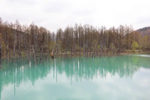 Hokkaido, Japonya, mavi su birikintisi