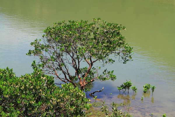 Humedal en el pueblo pesquero de Tai O —  Fotos de Stock