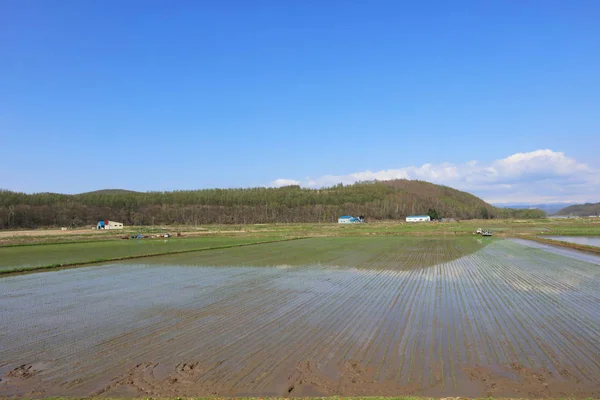 Furano Línea de campo de Japón, Asia . —  Fotos de Stock