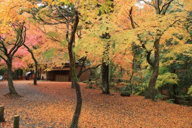 Nara Parkı: Nara, Japan