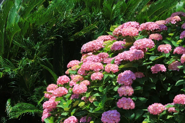 De hortensia op tuin japan — Stockfoto