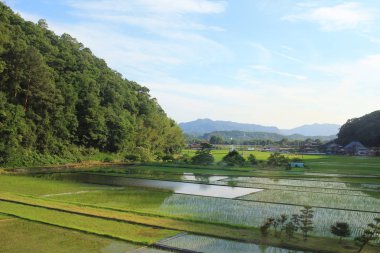 Hiroşima 'da yeşil pirinç alanı 