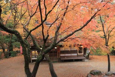 Çay evi Güz sezon Nana, Japonya