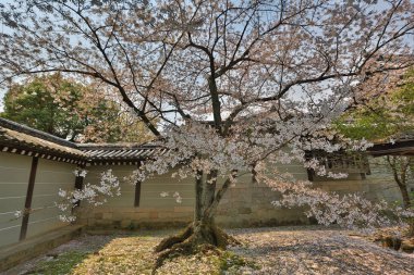  Bahar sakura Pembe çiçek