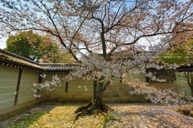  Bahar sakura Pembe çiçek