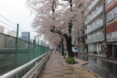  Yol kenarındaki Cherry Blossom ağaçlar Sugamo, tokyo, Japonya