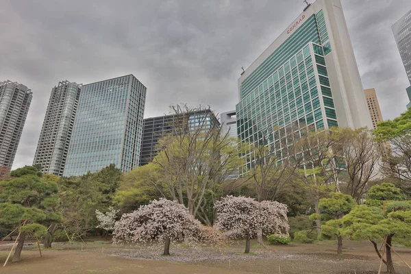 Hamarikyu bahçeleri Tokyo, Japonya
