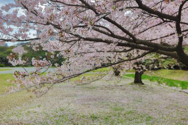 ünlü Hamarikyu bahçeleri. Kiraz yaprakları.